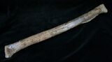 Theropod Tibia (Juvenile Tyrannosaurid?) #14304-3